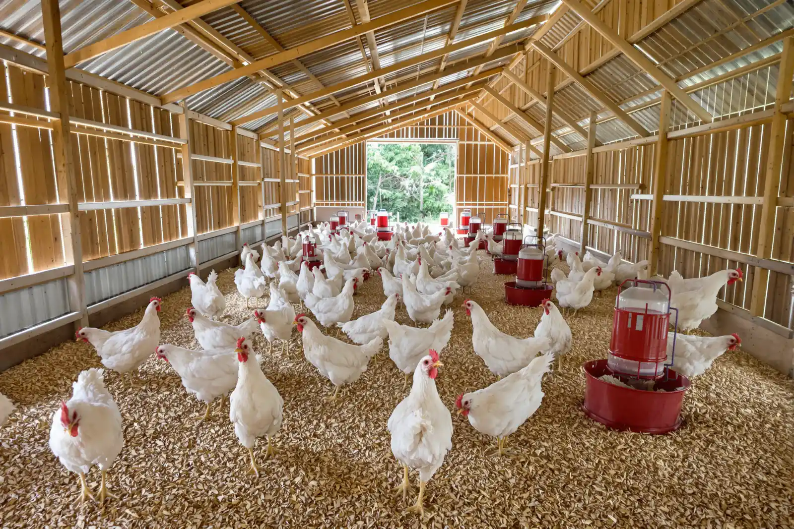 Mga puting farm chicken sa malinis na sapin sa bagong kulungan