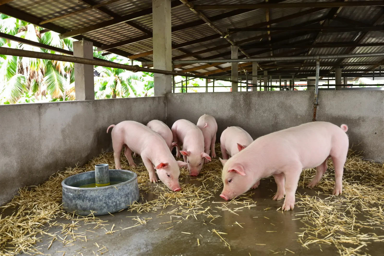 Mga awat na biik na sumisinghot sa dayami sa sementadong kulungan